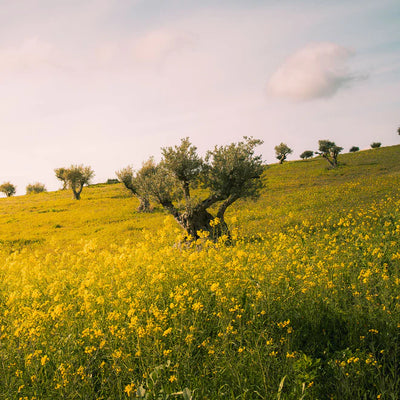 Buy Furtuna Skin LXR06 Extra Virgin Olive Oil 250ml at One Fine Secret Clean Beauty.