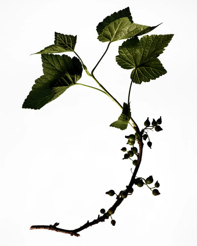 Hero Ingredient of Manasi 7 Tinted Beauty Potions.